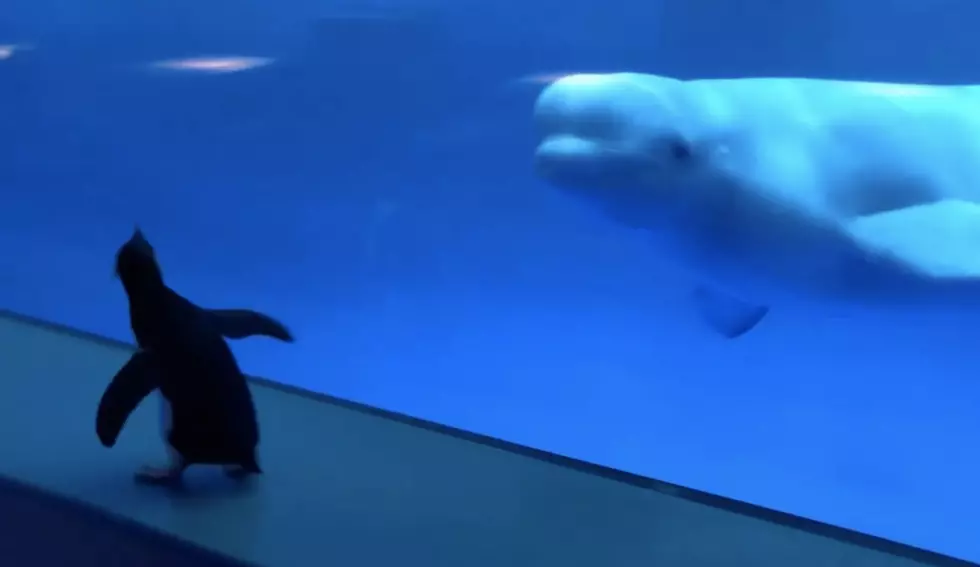 Shedd Aquarium Penguins Visit Beluga Whales on Latest Field Trip 