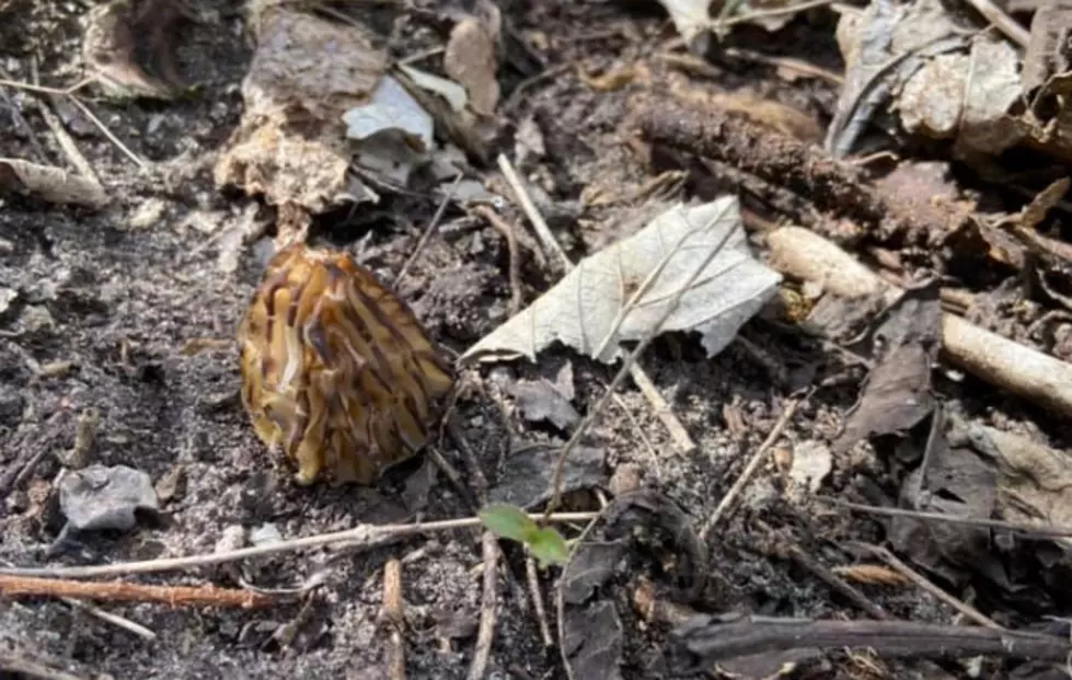Apparently, Morel Mushrooms Are Now In The Rockford Area