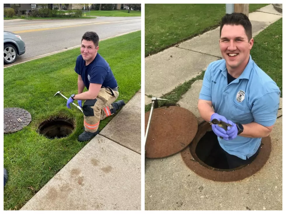 Rockford Fire Department Pulls Off Two Duckling Rescues In One Day