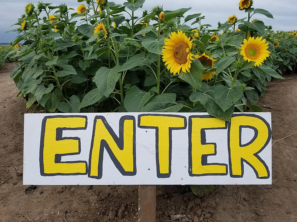 Sunflower Maze is Now Open Just Off Rt. 173 in Hebron