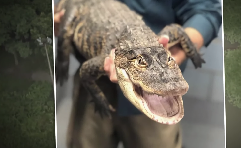 A Year Later Chance The Snapper is Living His Best Life in Florida