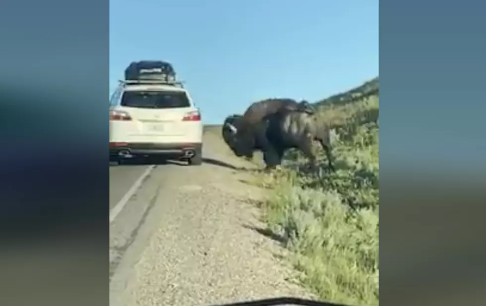Illinois Family Captures Crazy &#8216;Bison vs Car&#8217; Moment on Wyoming Highway