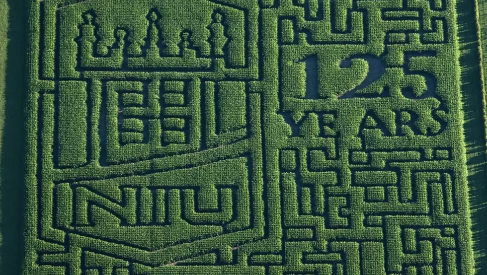 Orchard honors niu with corn maze