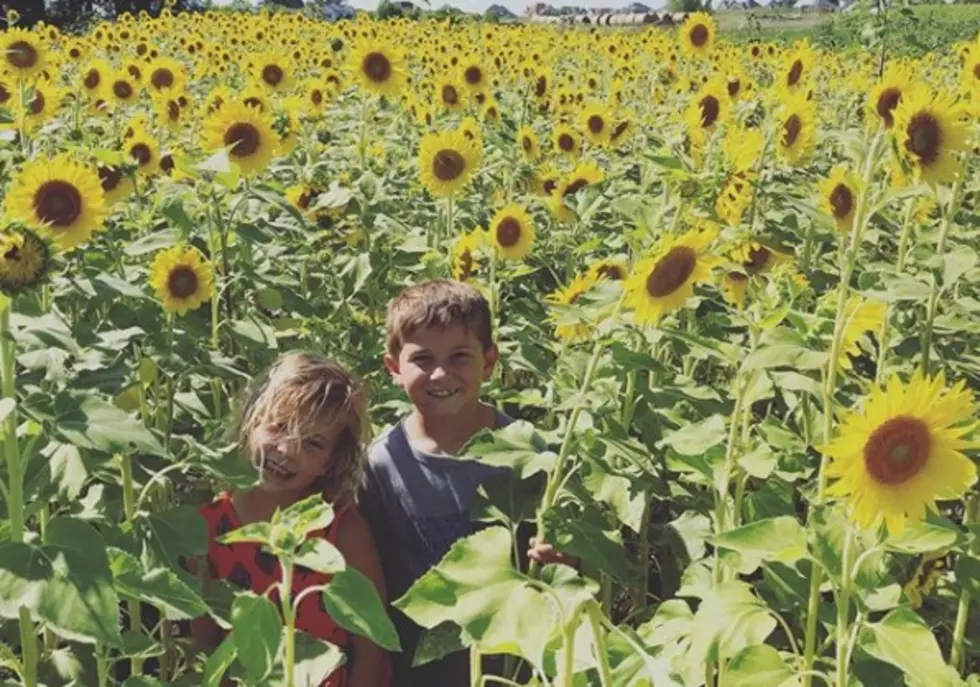 Wisconsin Farmer Plants Two Million Sunflowers Just To Make People Happy