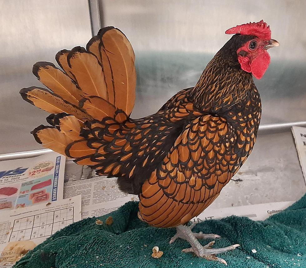 Winnebago County Animal Services Cluck Norris Has Stolen Our Hearts