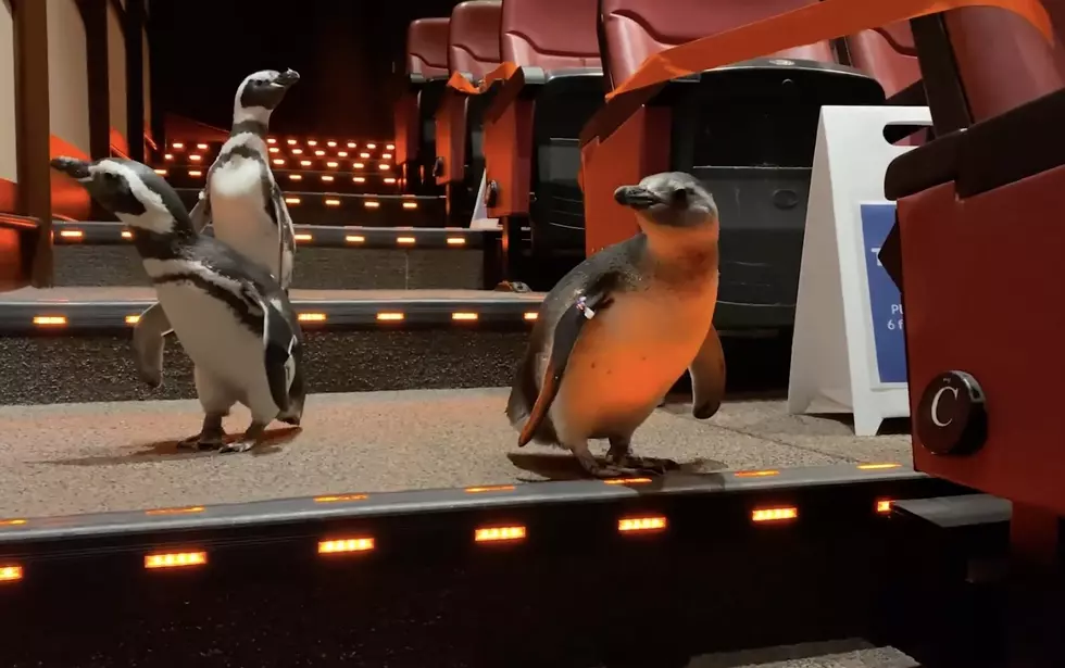 VIDEO: Chicago Shedd Aquarium Penguins Take Another Field Trip