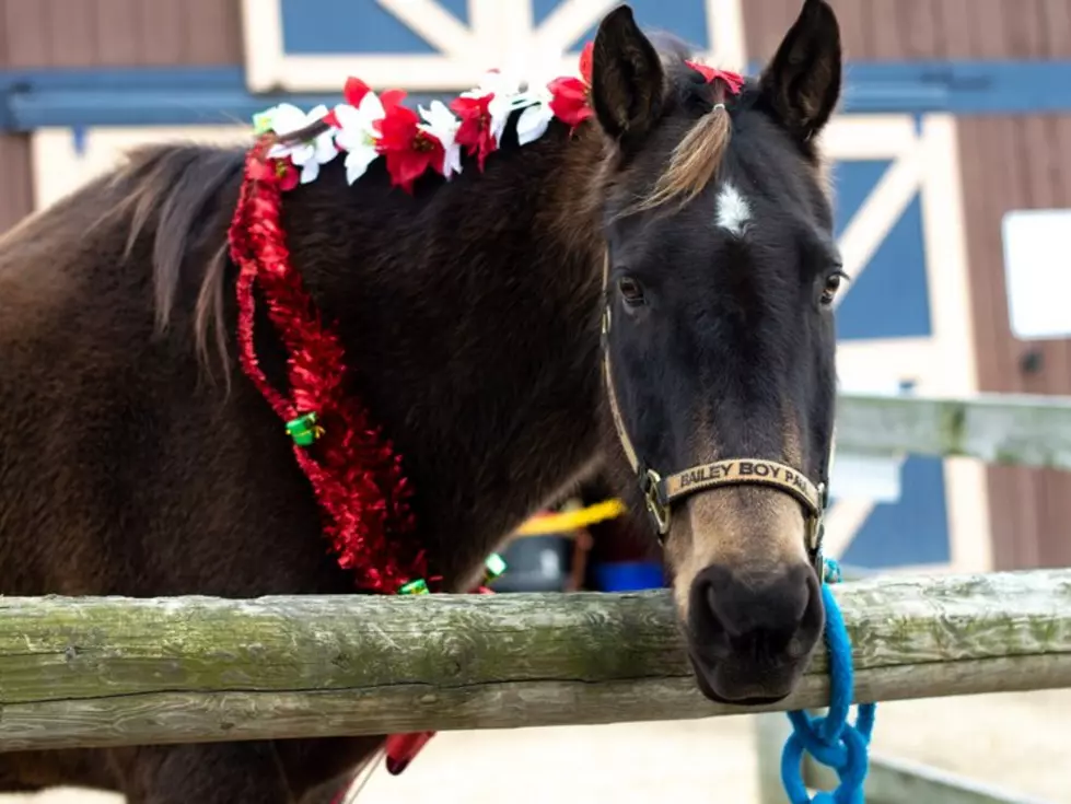 Winter Fun is Back at Lockwood Park Every Weekend in December