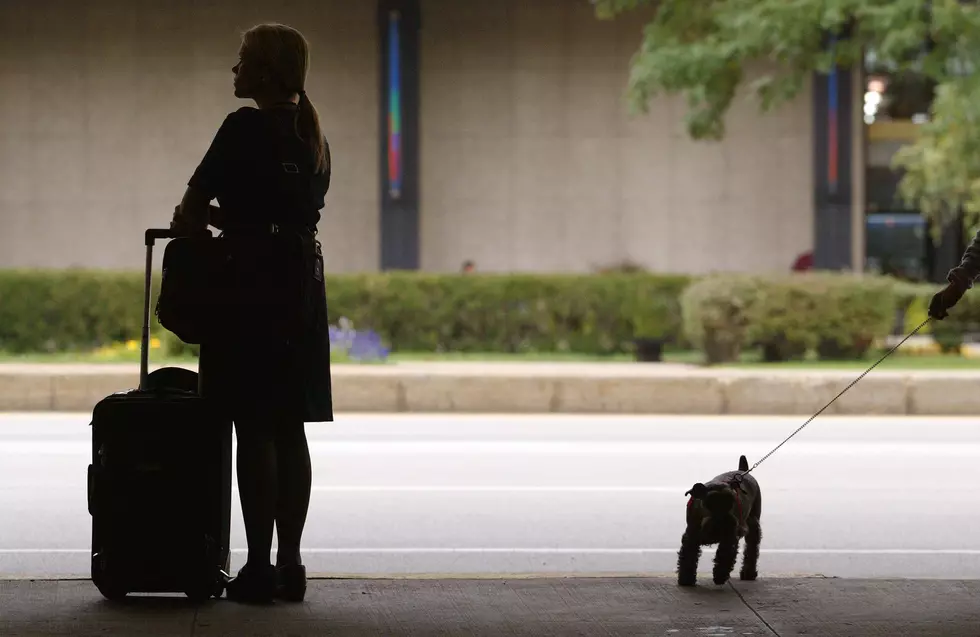 Next Time You Fly Out of O’Hare No Support Animals Allowed