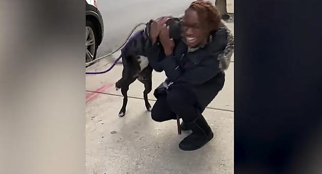 WATCH: Dog Reunites With Family After 11 Months Lost in Chicago