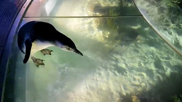 VIDEO: Chicago&#8217;s Shedd Aquarium Penguins First Field Trip of 2021