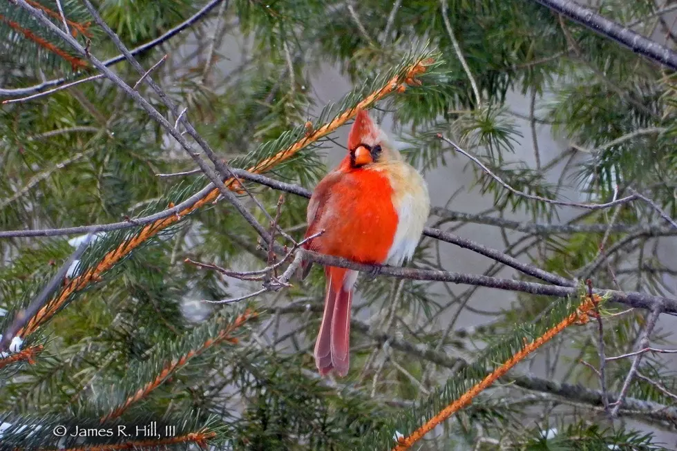 Bird Watcher Has “One-in-a-Million” Encounter With Illinois’ State Bird