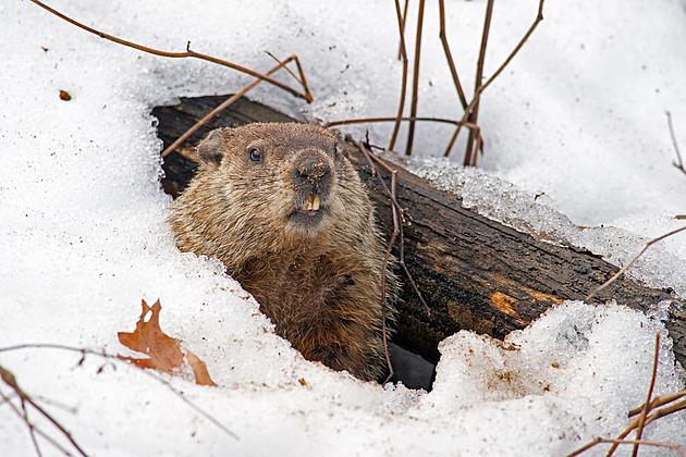 Did Illinois&#8217; And Wisconsin&#8217;s Groundhogs See Their Shadows?