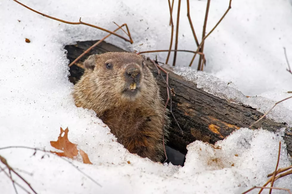 Did Illinois' And Wisconsin's Groundhogs See Their Shadows? 