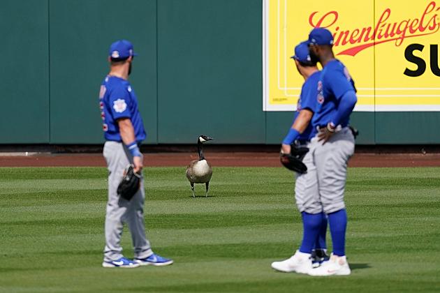 Watch a Goose Steal The Show at a Cubs Spring Training Game