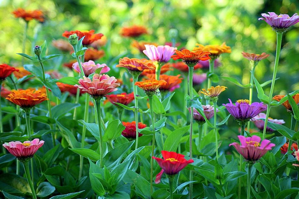 Enjoy The Spring Weather At These 10 Botanic Gardens in Illinois