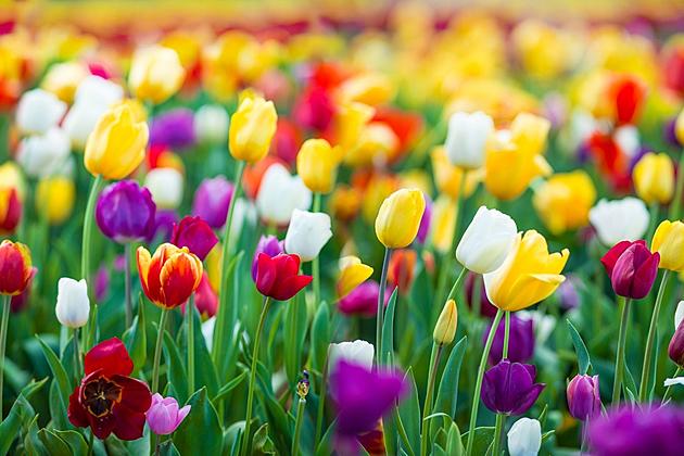 See 300,000 Tulips This Spring Just Over an Hour From Rockford