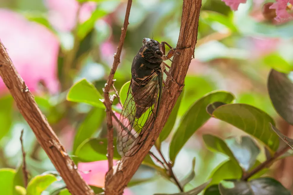 Rockford Meteorologist Gives Surprising Cicada Forecast