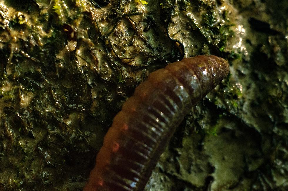 Extremely Destructive Jumping Worms are Back in Illinois This Summer