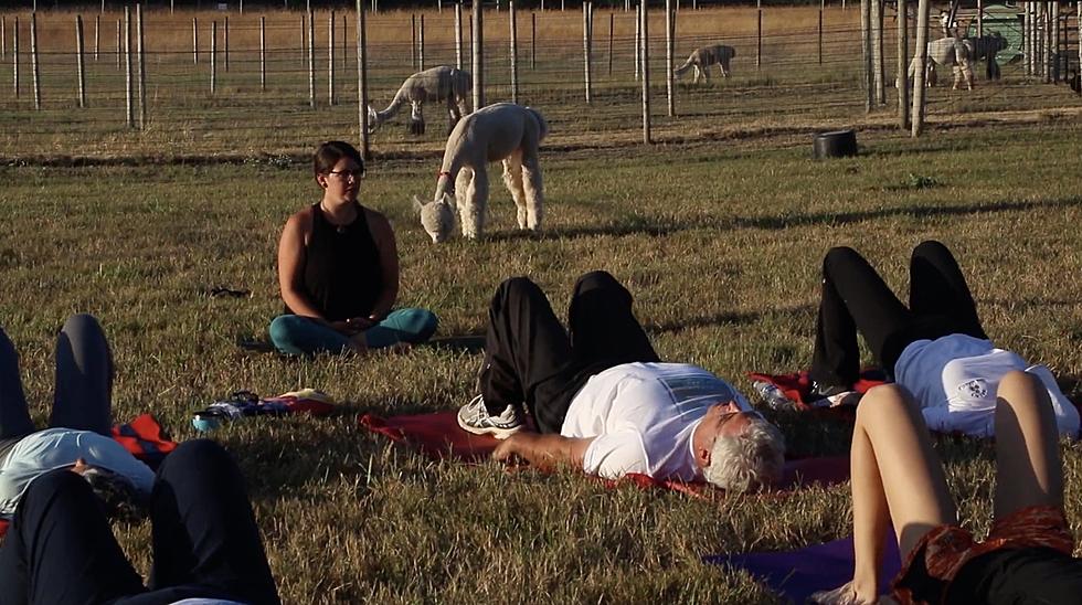 Breathe And Stretch With Alpacas at This Event in Poplar Grove