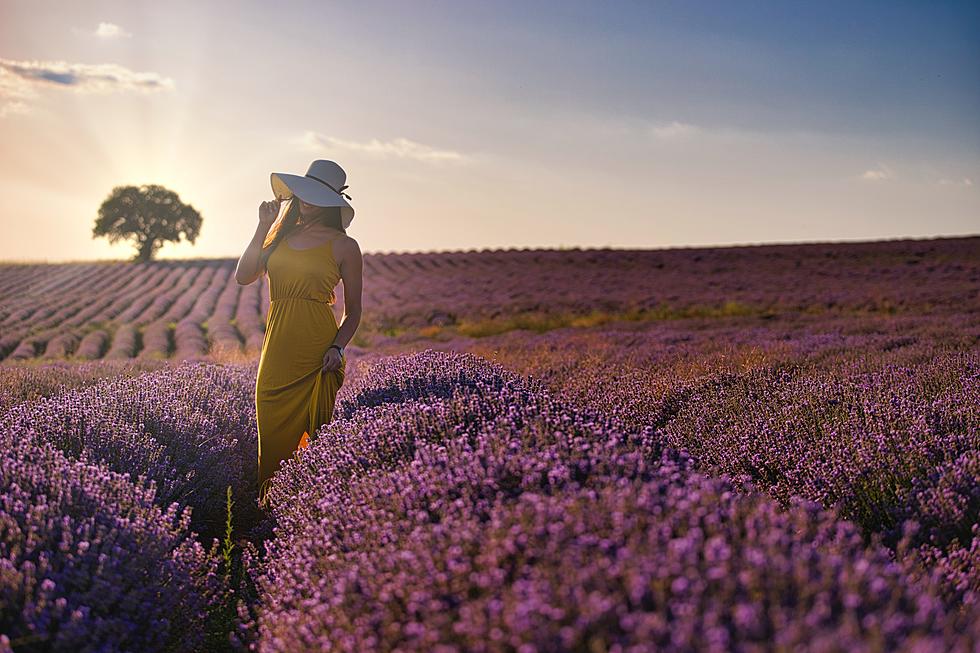 Trip to Wisconsin Lavender Farm is Just the Soul Healing You Need