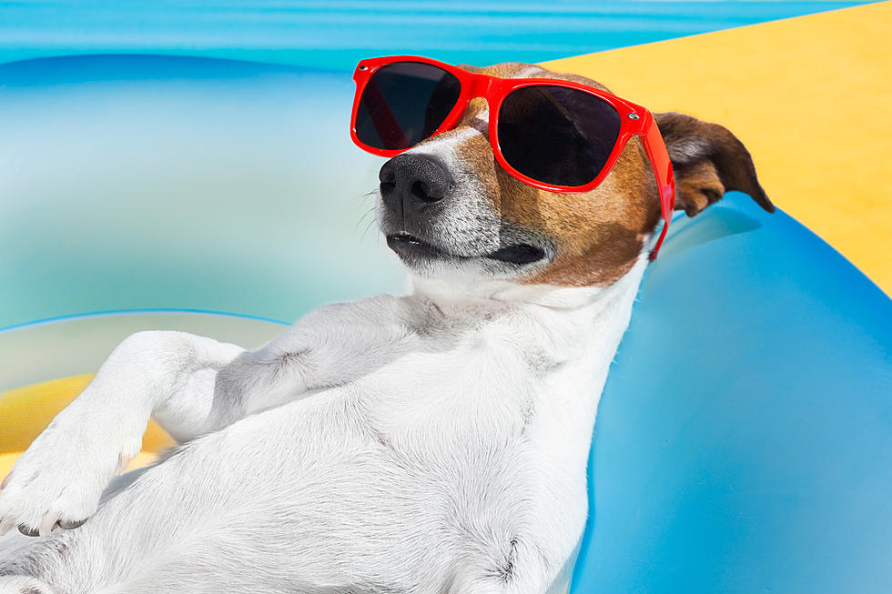 How to Know When It's Too Hot to Walk Your Dog This Summer