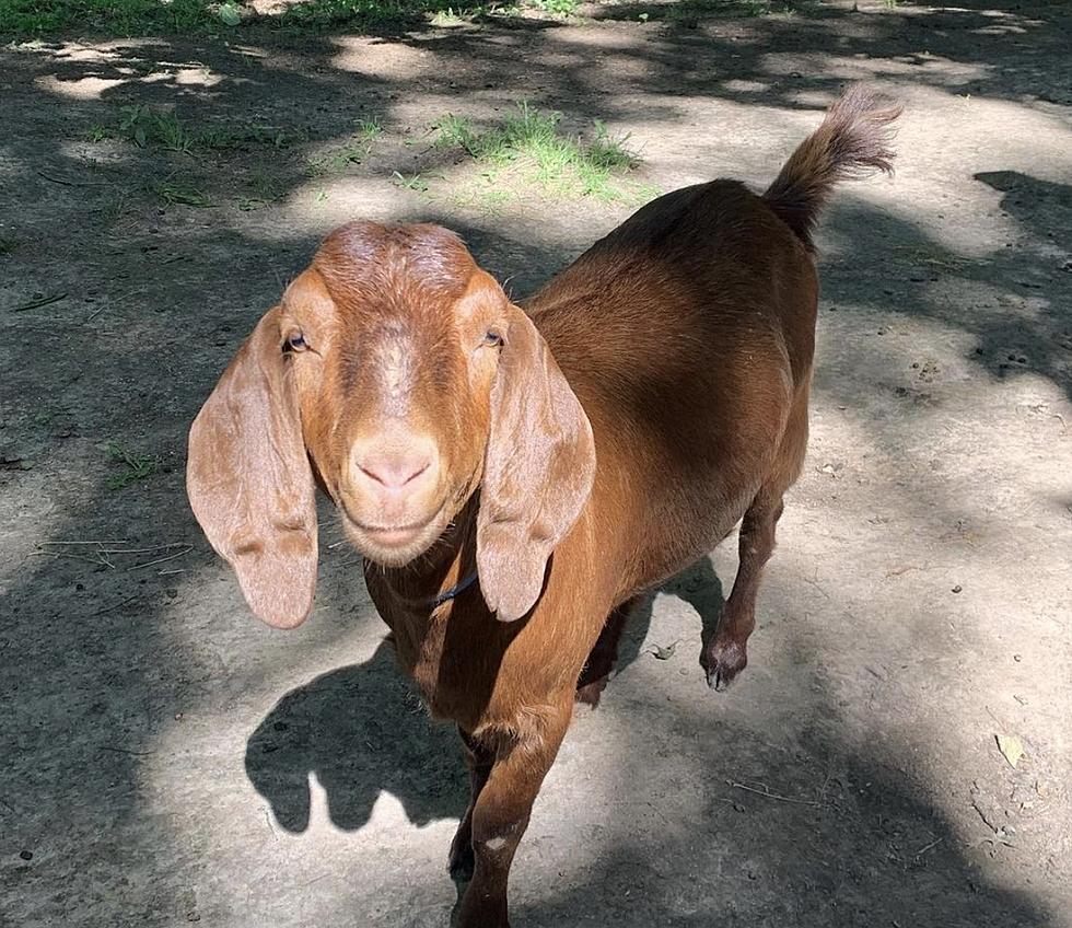 Hike, Sip Wine & Listen to Music With Goats in IL. This Summer