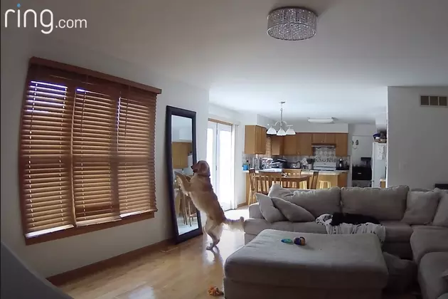 Watch an Illinois Dog Innocently Cause Chaos on Ring Camera