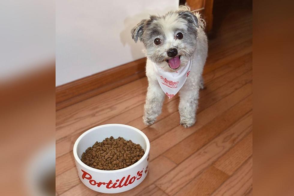 Your Dog Has The Chance to Win Illinois Restaurant’s “Pup-parazzi” Contest