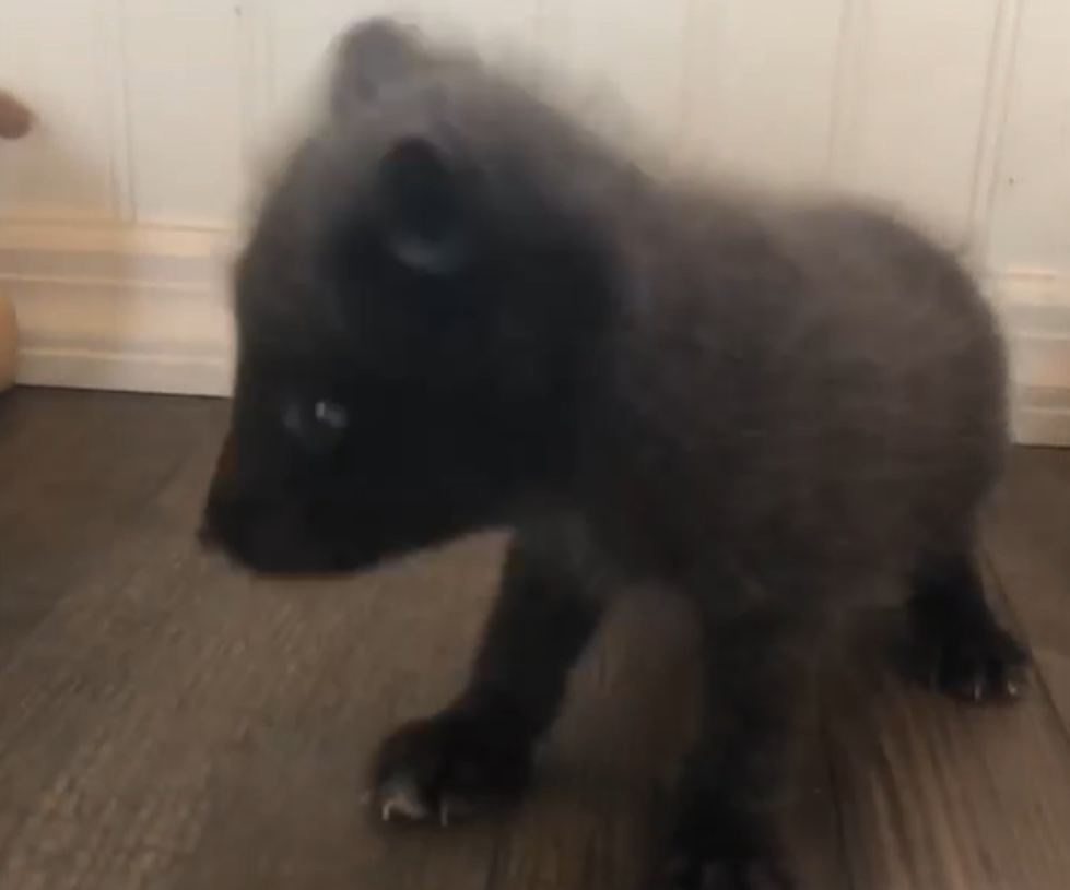 There’s a New Baby at Summerfield Zoo and You’re Going to Want to Hug Her