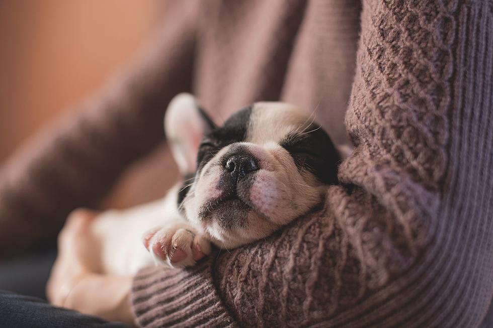 Is Your Pup Considered The Most Spoiled Breed of Dog?