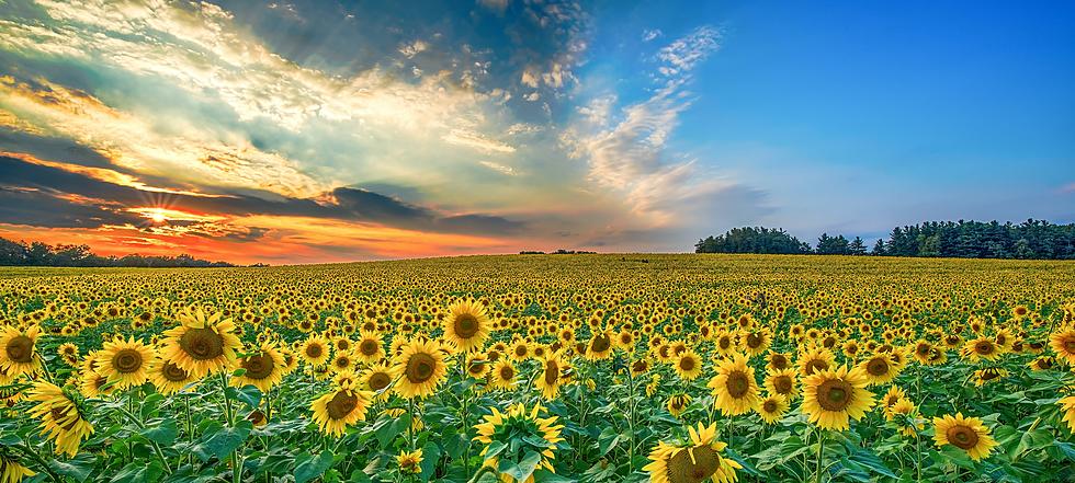 Gorgeous Wisconsin Sunflower Field is Perfect for Family Photos