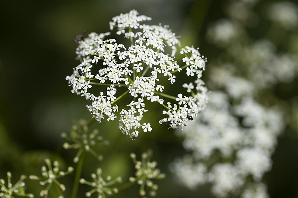 DO NOT TOUCH! Illinois' Deadly New Issue, Poison Hemlock Plant