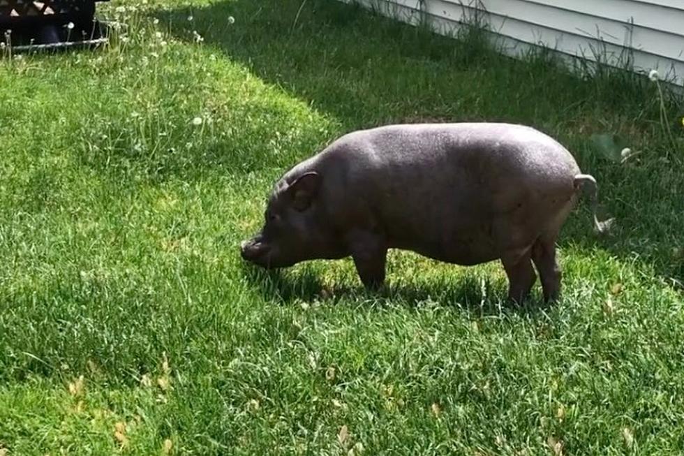 Meet The Illinois Pig Who Just Broke an Impressive Guinness World Record