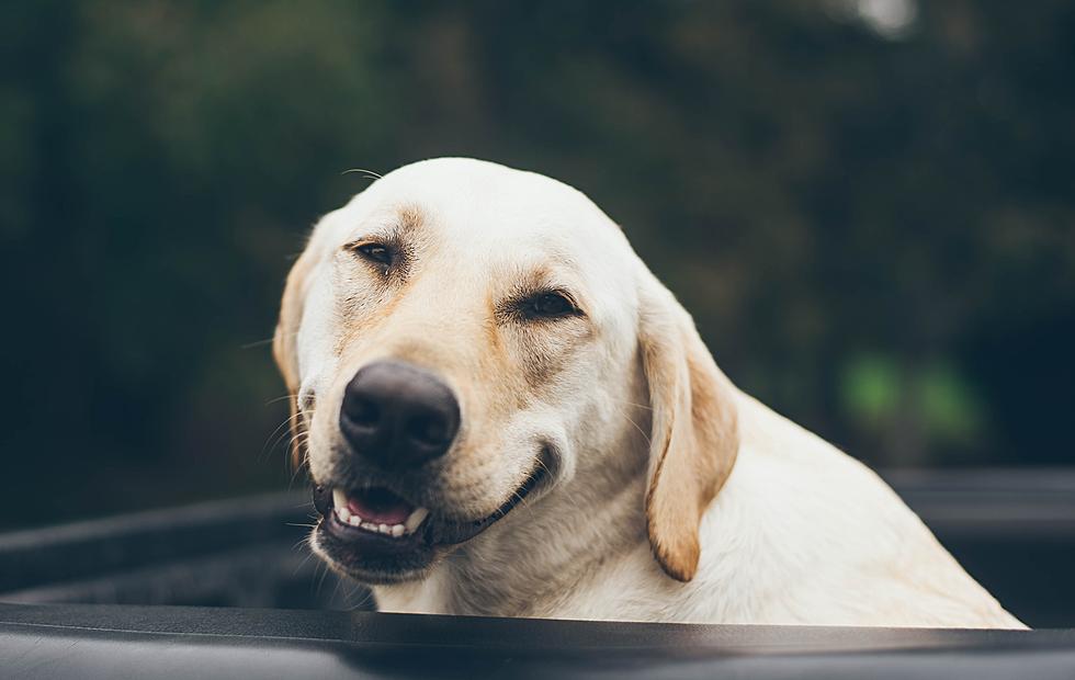 24 Spoiled Rockford Dogs Guaranteed to Make Your Day Better