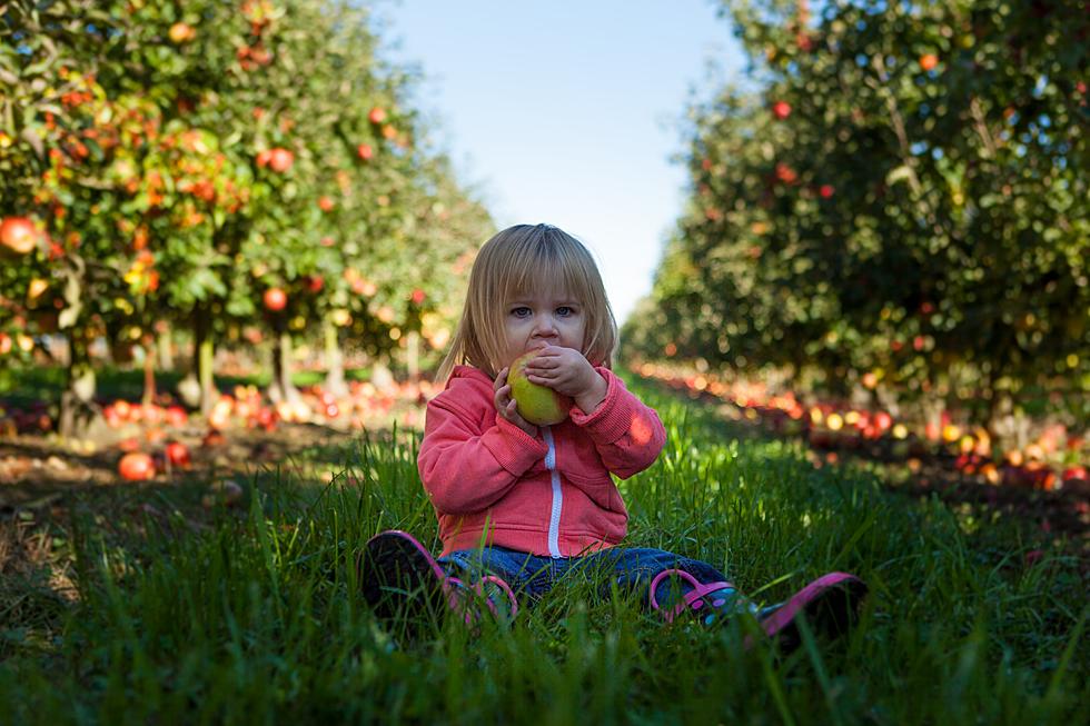 5 Perfect for Fall Apple Orchards in Northern Illinois to Visit