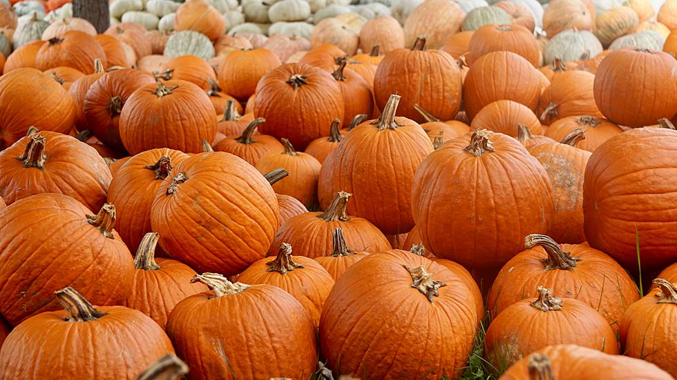 Illinois Grows The Most Pumpkins – But Just How Many do we Grow?