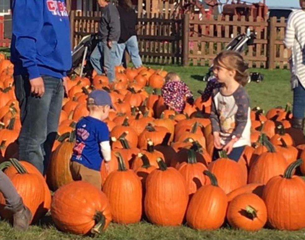 America&#8217;s #1 Pumpkin Farm is Right Here in Illinois