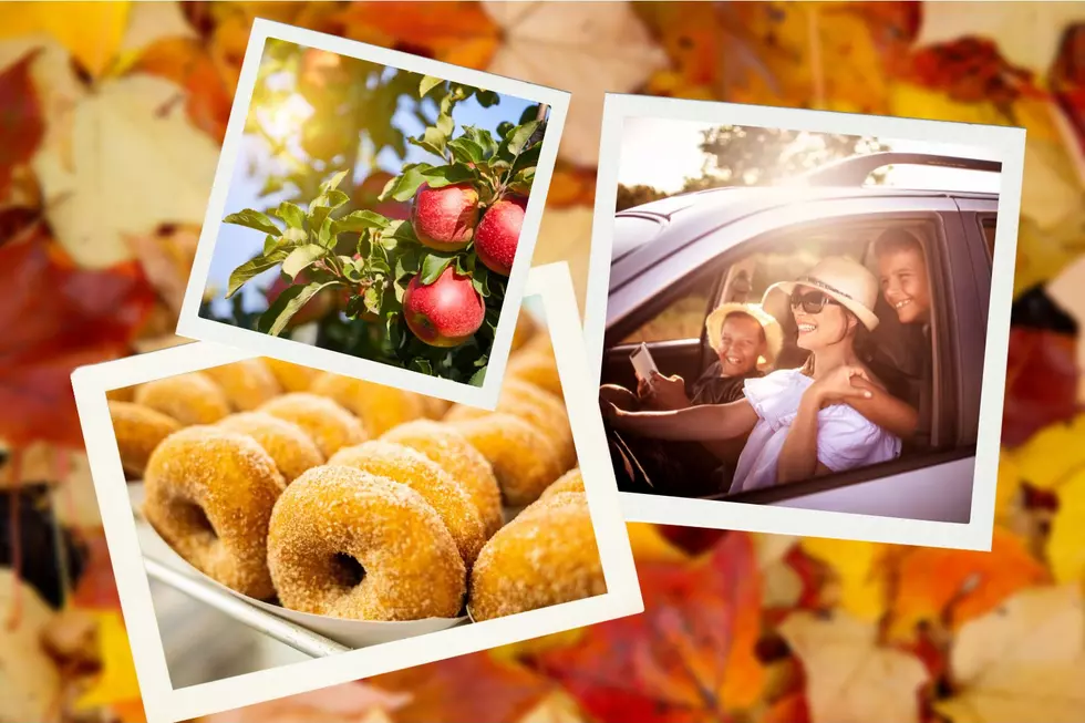 5 Most Amazing Apple Cider Donut Orchard Trips in Illinois