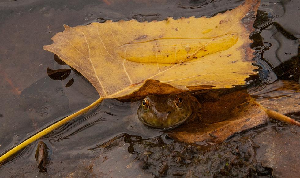 5 Amazing Spots That are a Quick Drive from Chicago for Some Fun Leaf Peeping