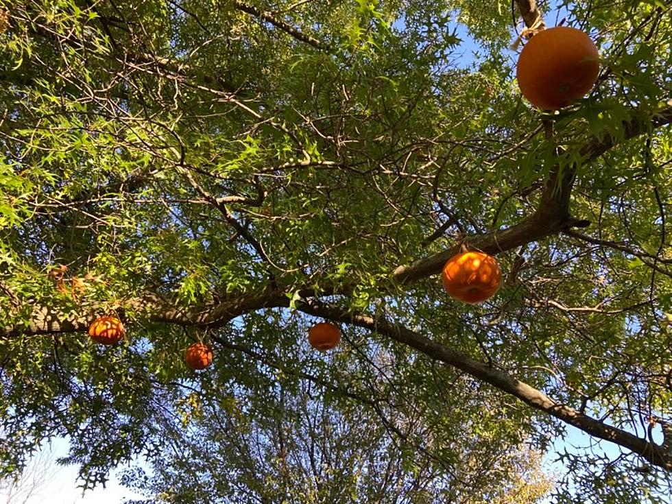 Small Illinois Town Home to Only Pumpkin &#8216;Growing&#8217; Tree