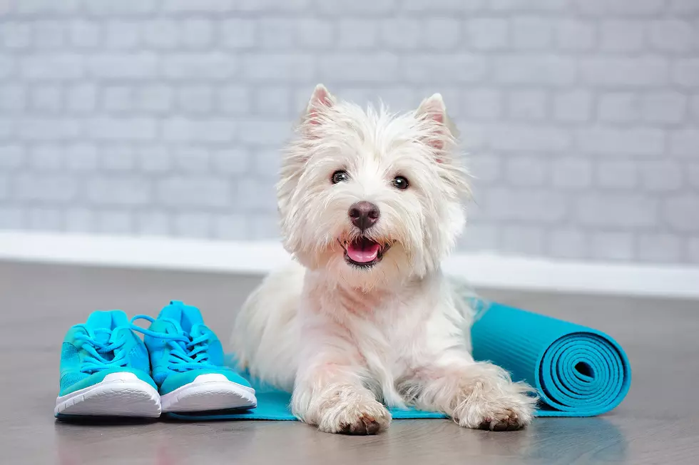 Pretty west highland terrier laying with yoga mat and sneakers