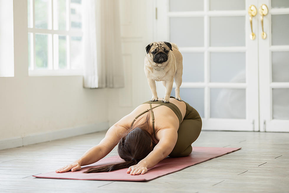 Rockford City Market Hosting Yoga With Adorable Puppies This Saturday