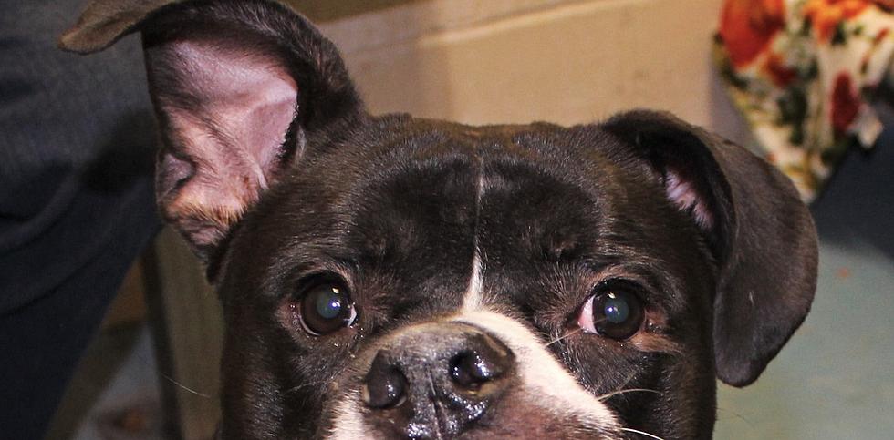 Help Lost Rockford Dog with the Cutest Smile Find a Home