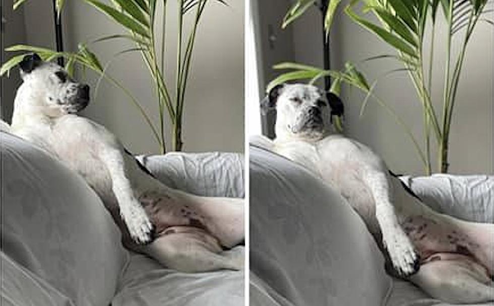 18 Illinois Dogs With Zero Shame In Their Selfie Game