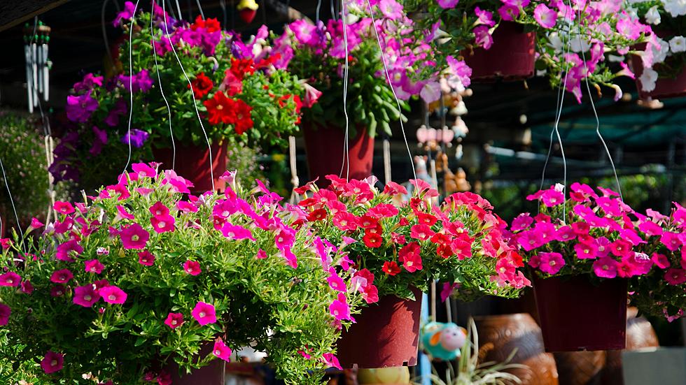 ‘Bring Your Own Pot’ To This IL Farm & Receive Beautiful Floral Arrangement