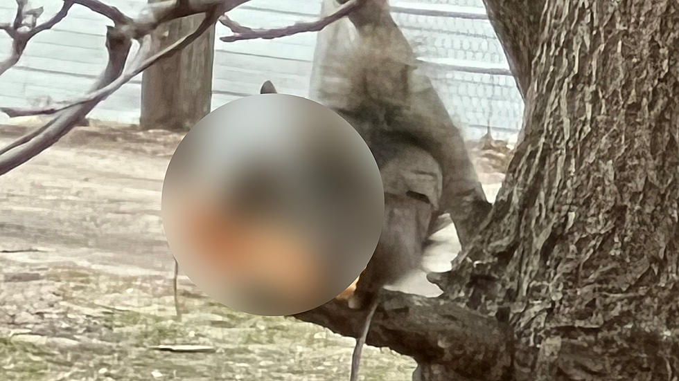 Illinois Squirrel Enjoys Entire Hot Dog Bun Just In Time For Baseball Season