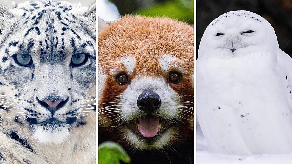 New Wisconsin Zoo & Adventure Park Has Some Unusual Residents