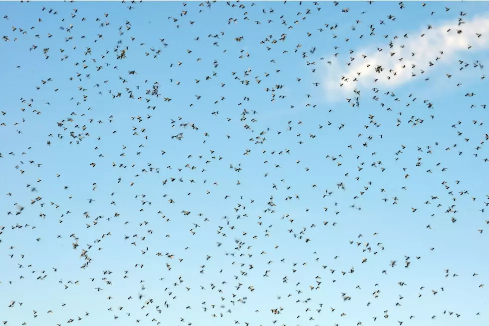 WARNING! ‘Unusually Large’ Swarm of These Pests in Illinois All Summer