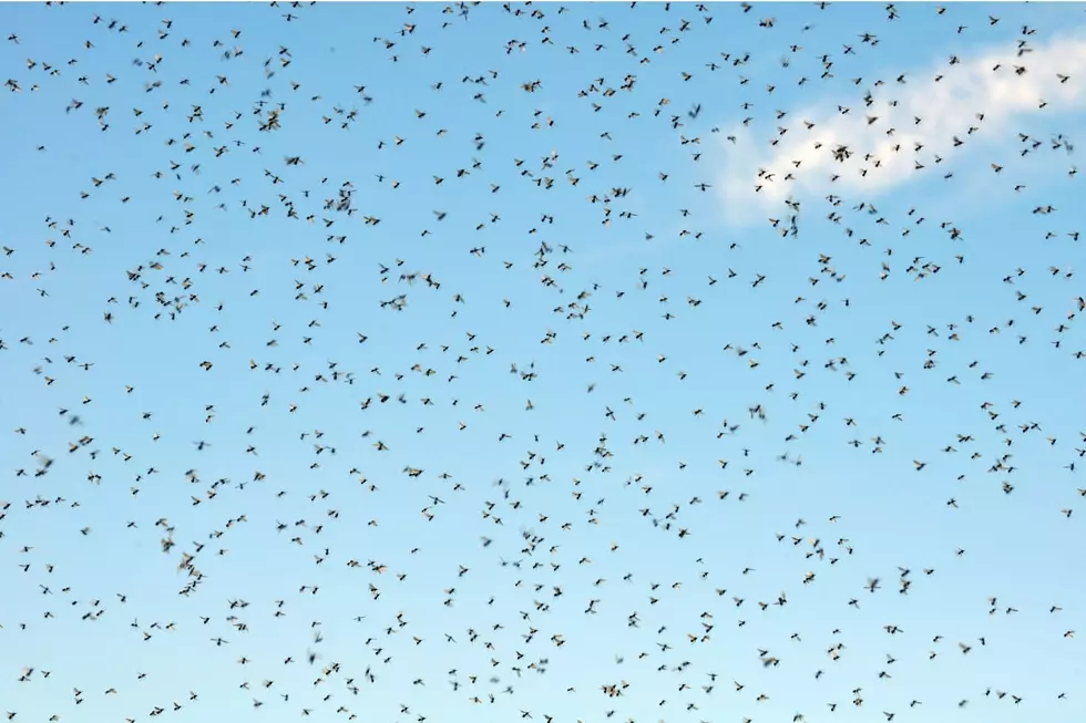 WARNING! &#8216;Unusually Large&#8217; Swarm of These Pests in Illinois All Summer