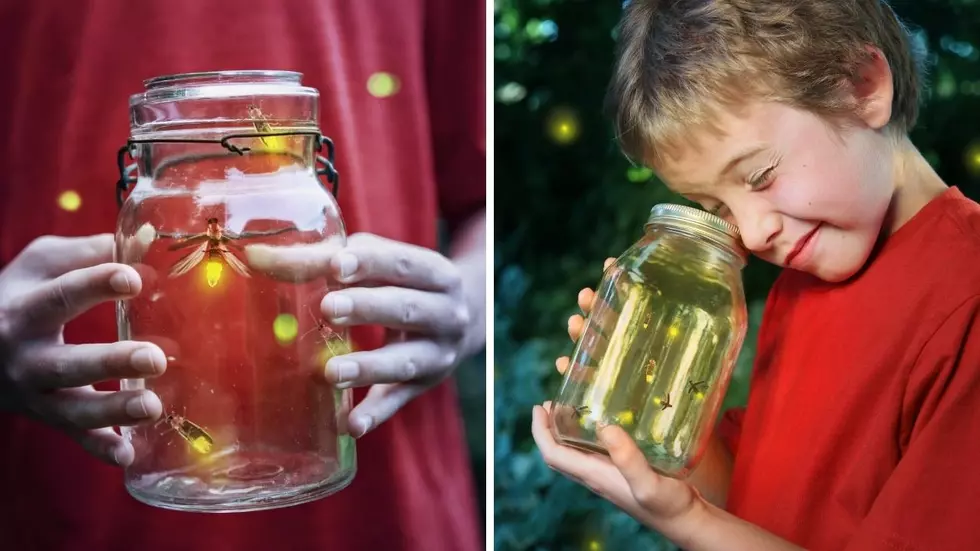 Catch Fireflies At Dusk At Big Hill Park In Wisconsin This Summer